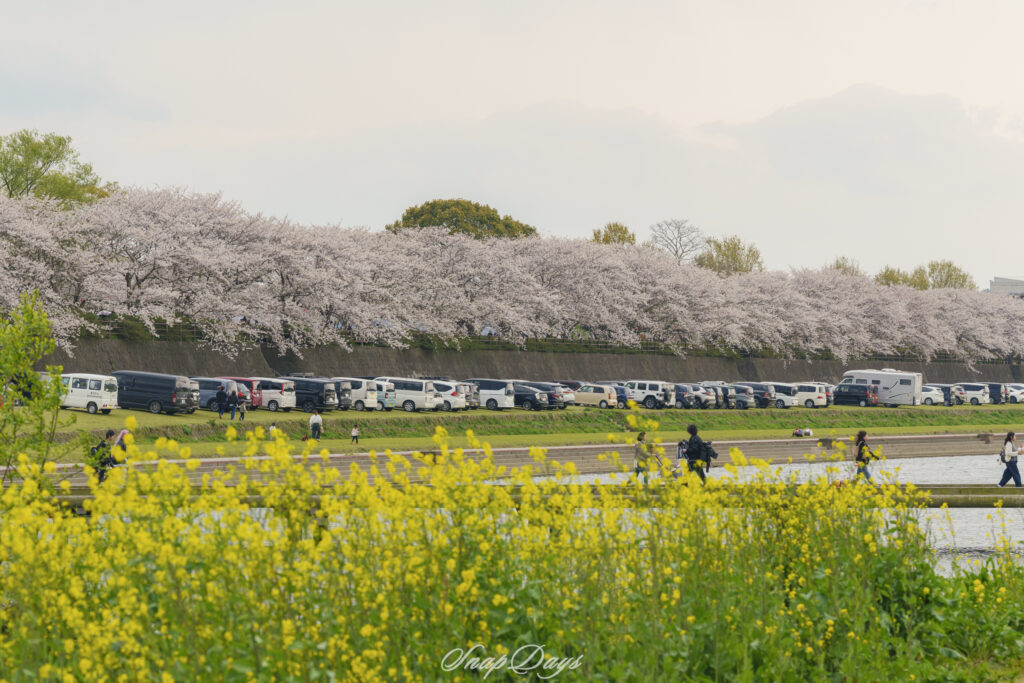 福岡県の直方市の桜