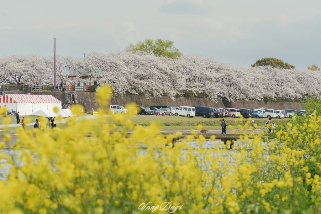 福岡県直方市の桜