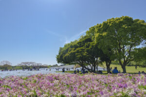 海の中道海浜公園に咲く春のネモフィラ