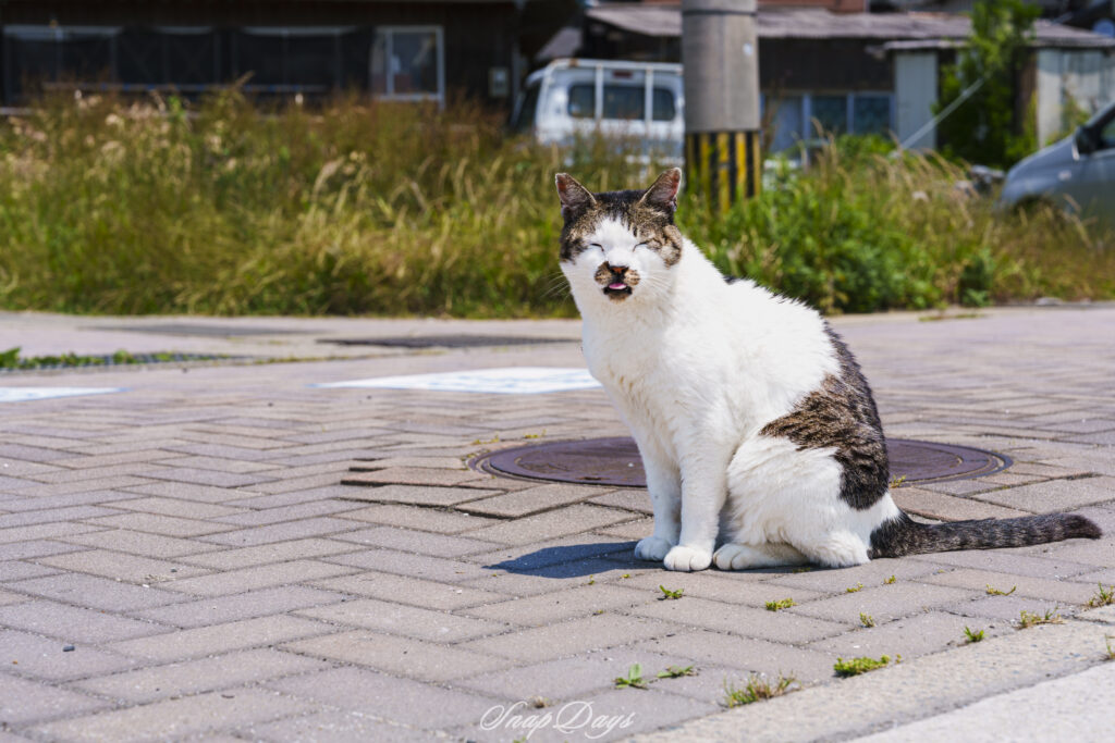 北九州市藍島の猫