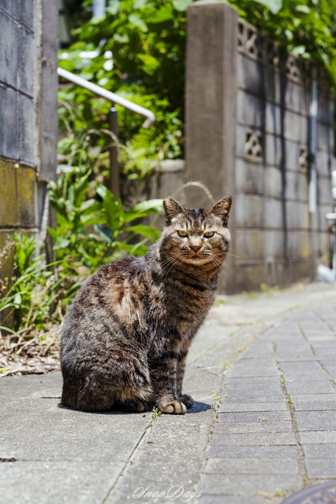 凛とした表情でこちらを見つめる北九州市藍島の茶猫