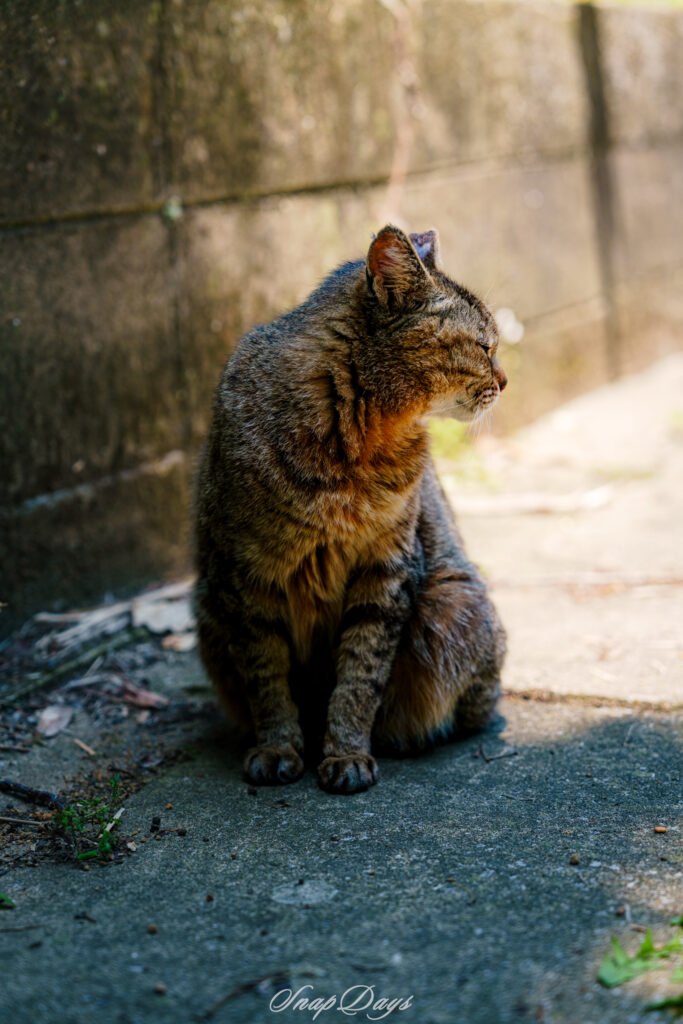 裏路地の日陰で火の当たる方に顔を向け眩しそうな表情を浮かべる北九州市藍島の茶猫