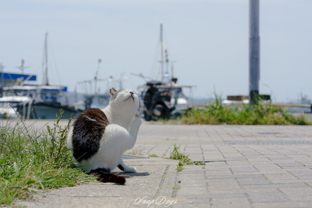 港を背景に足で顔をかいている北九州市藍島の猫