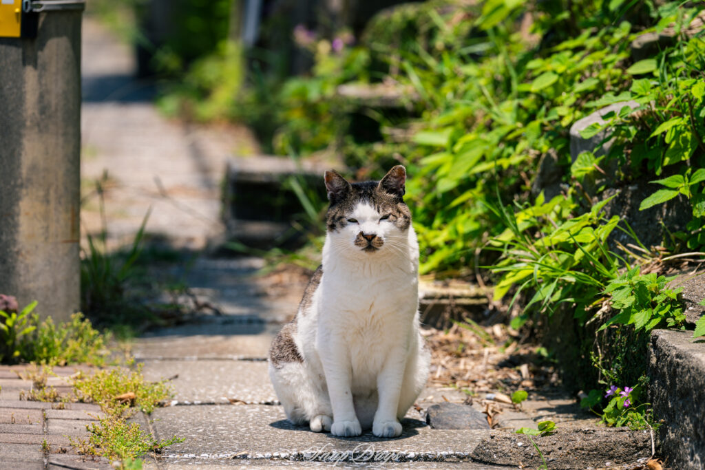 じっと撮影者の方を見つめている北九州市藍島の鼻に特徴のある猫