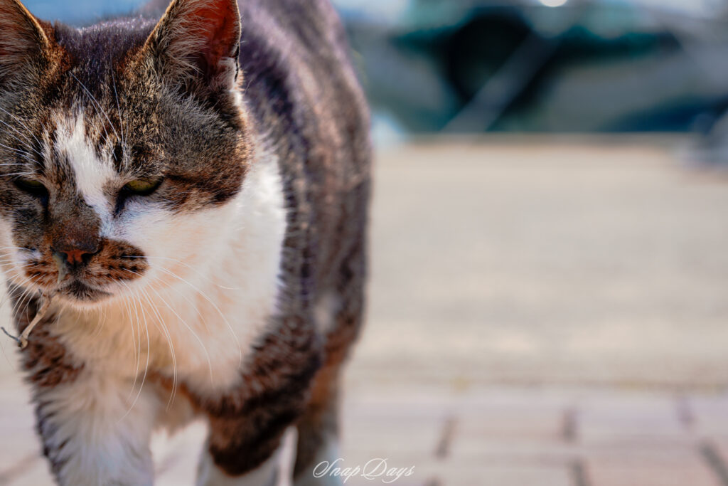 ちょっと怖い表情で撮影者に接近してきたためドアップに写っている北九州市藍島の猫