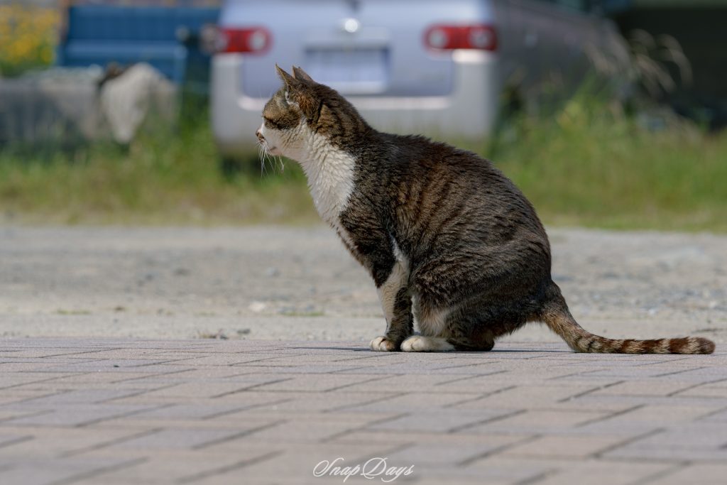 何を見つめ今にも駆け出しそうな北九州市藍島の猫