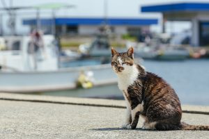 北九州市藍島で港を背景に佇む猫