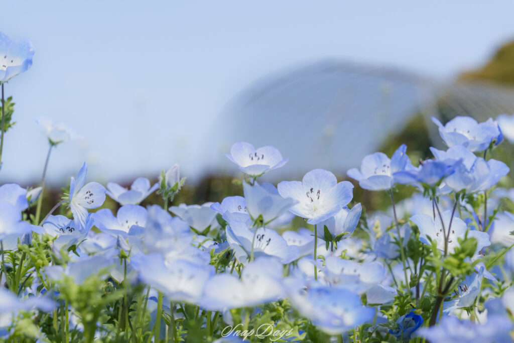 春のネモフィラ