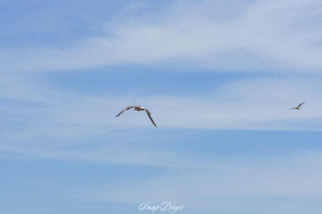 福間海岸の上空を飛ぶ野鳥