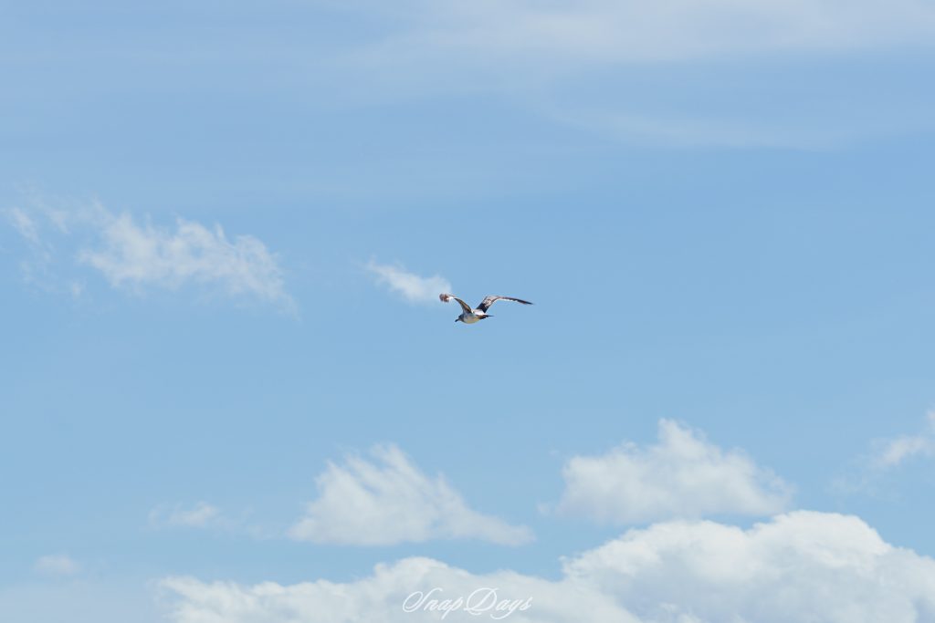 青空を飛ぶ野鳥