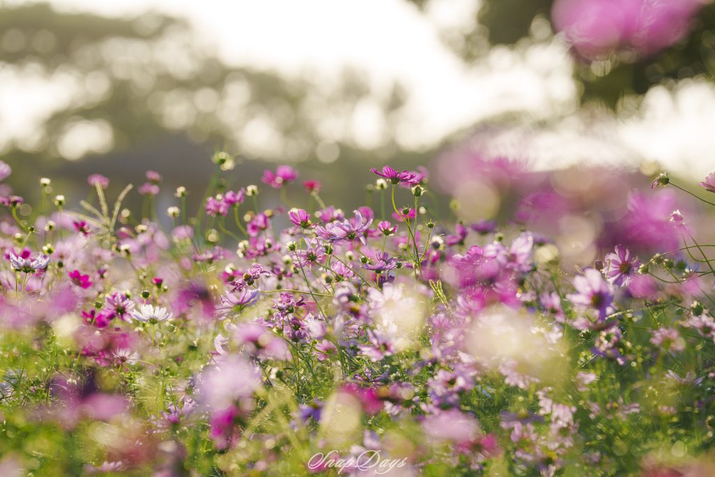 海の中道海浜公園の花の丘で綺麗に咲くコスモス