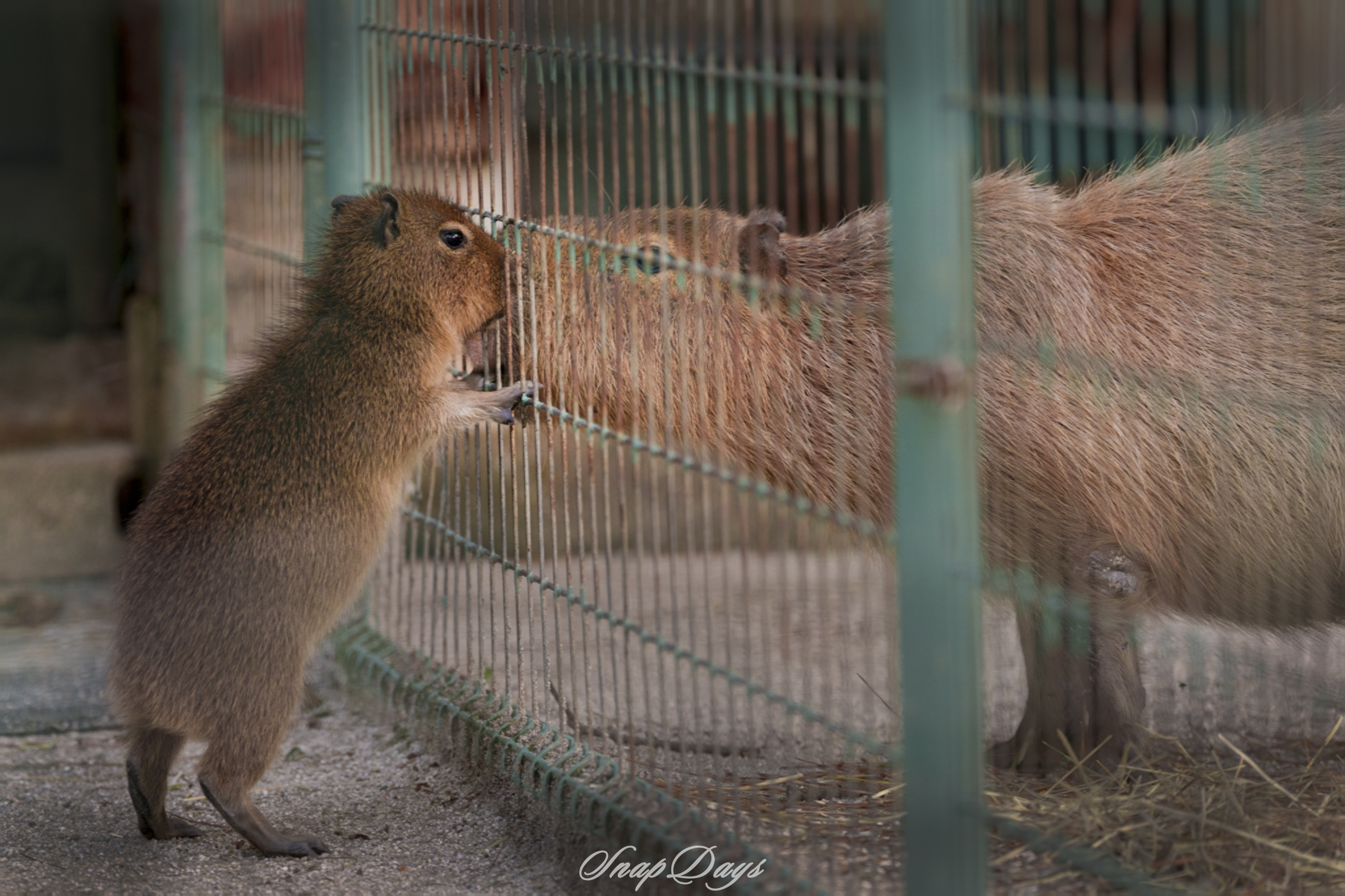 海の中道海浜公園のカピバラの赤ちゃん