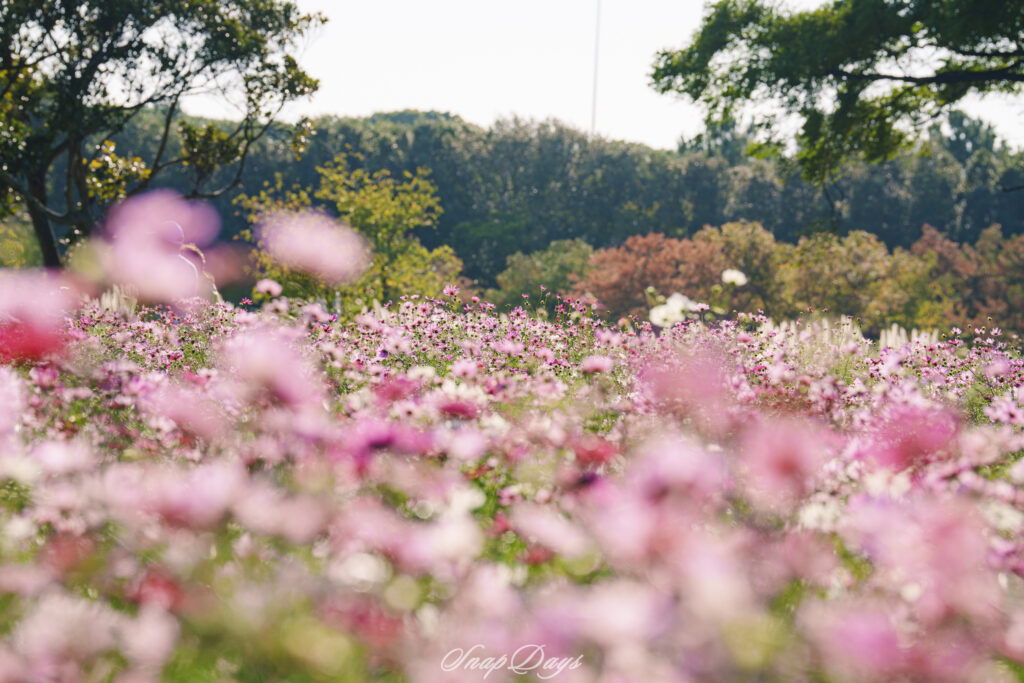 海の中道海浜公園のコスモス