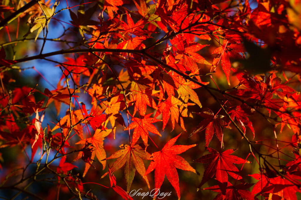 北九州市足立公園の紅葉