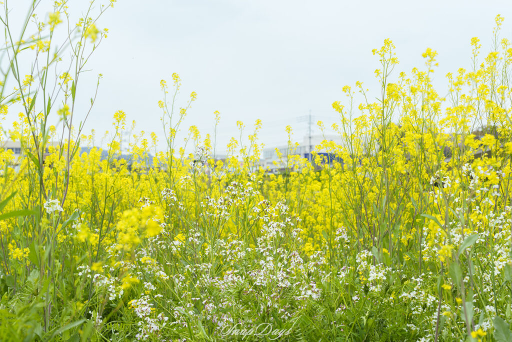 福岡県直方市の菜の花