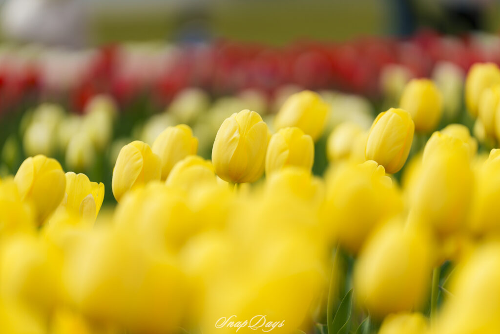 福岡県直方市のチューリップ