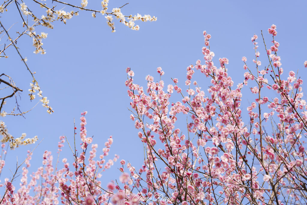 福岡県北九州市にある白野江植物公園の梅の花