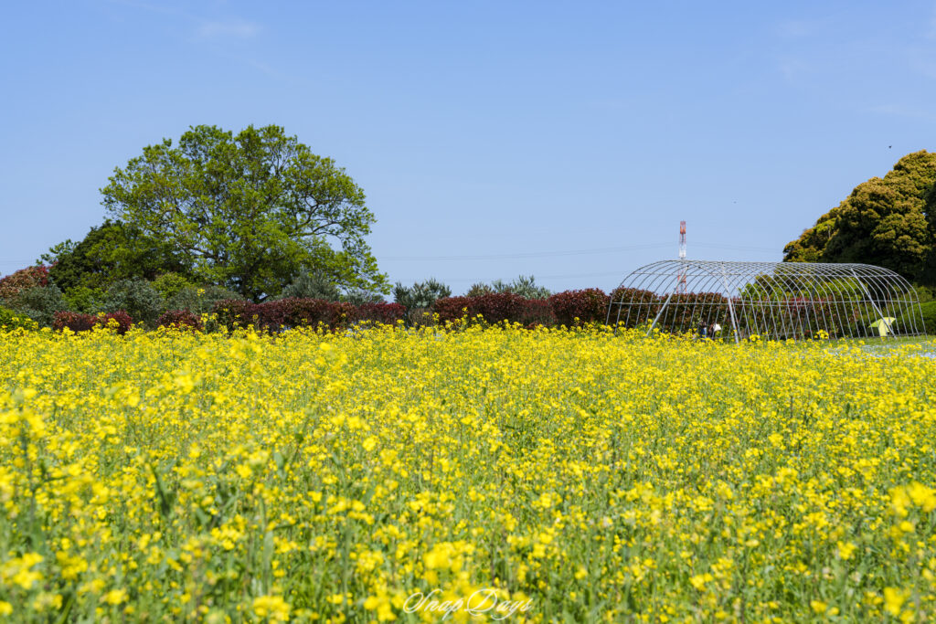 北九州市立農事センターの菜の花