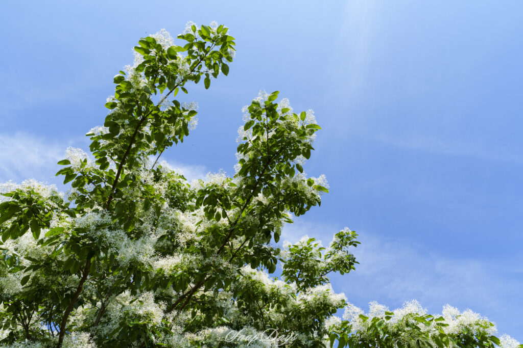 北九州市立農事センターのナンジャモンジャ