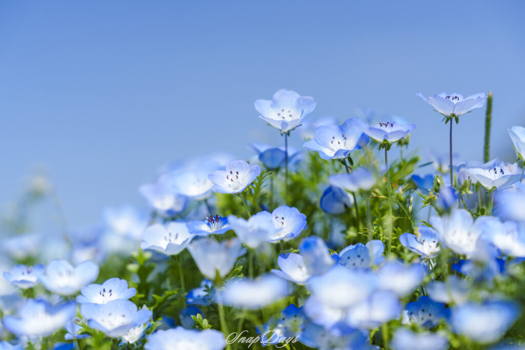 北九州市立農事センターのネモフィラ