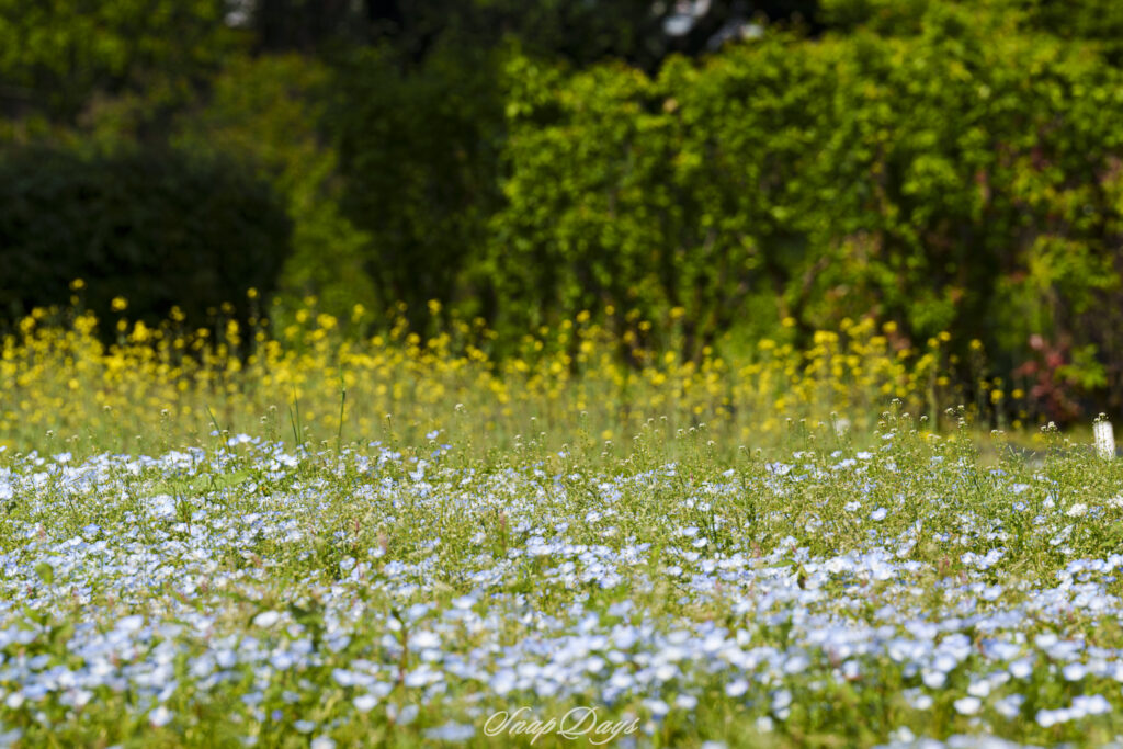 北九州市立農事センターの菜の花とネモフィラ