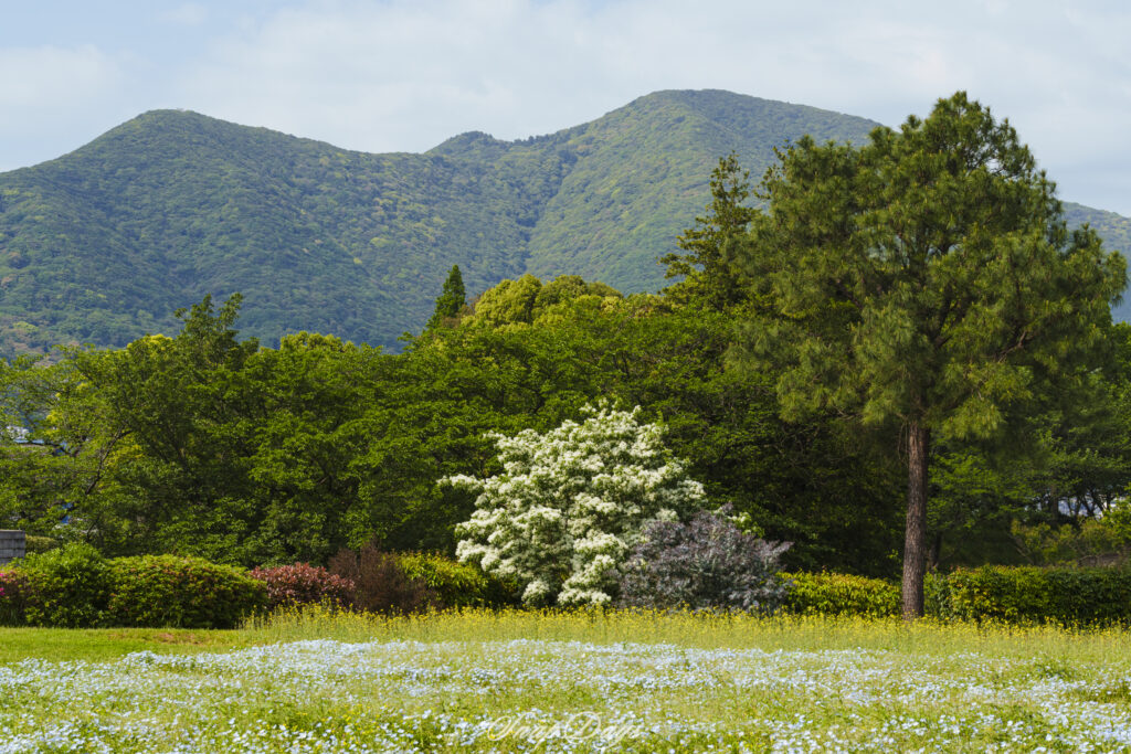 北九州市立農事センターの春の花や木々