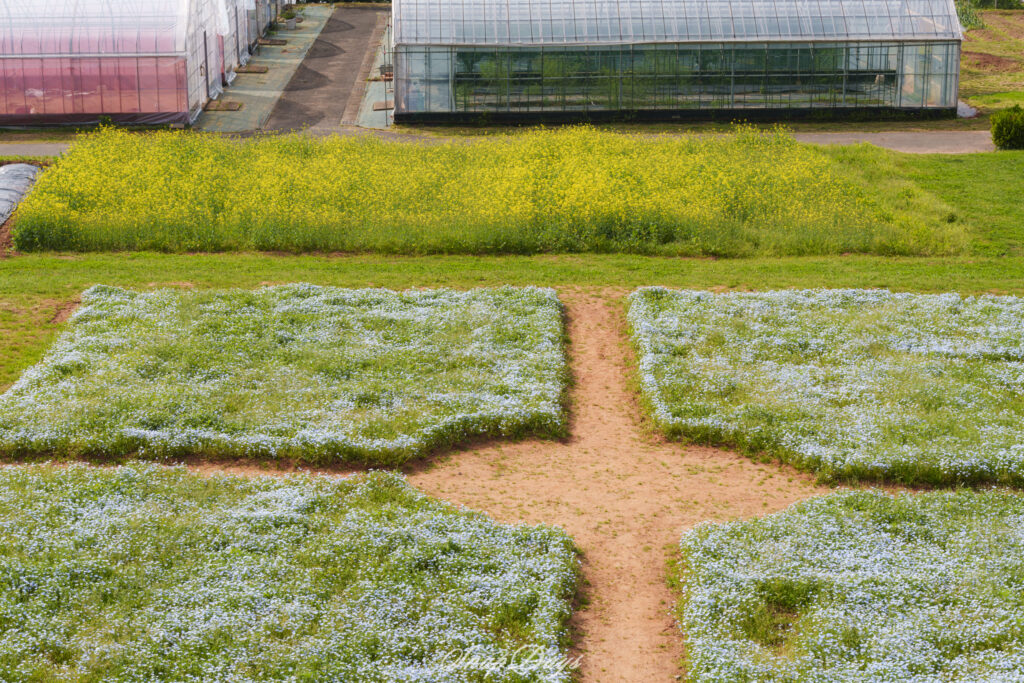 北九州市立農事センターの展望台から見えるネモフィラ
