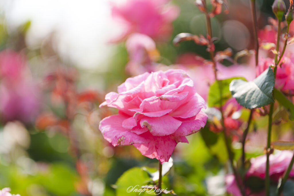 北九州市立農事センターのバラ園のピンクのバラ