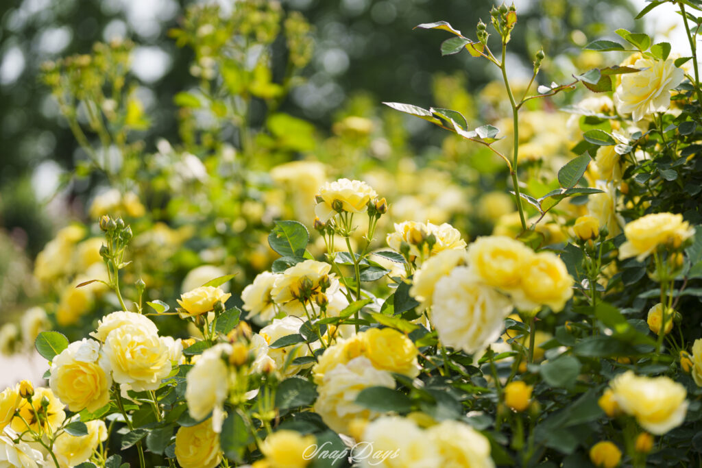 北九州市立農事センターのバラ園の黄色いバラ