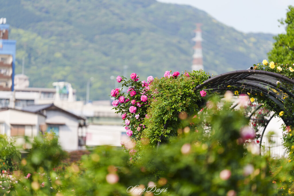 北九州市立農事センターのバラ園