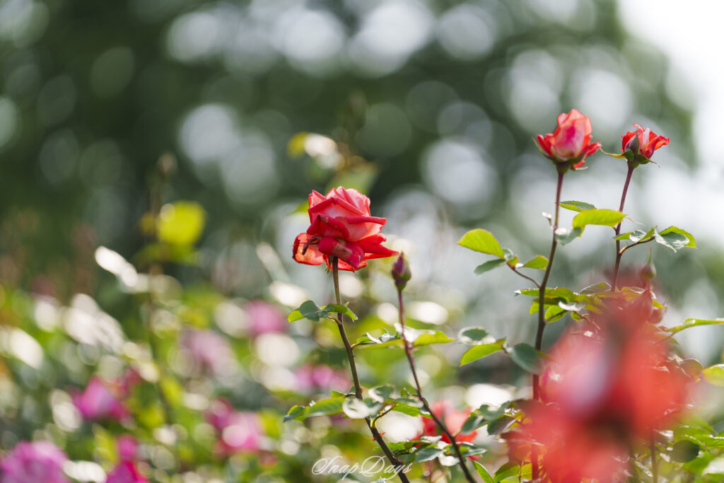 北九州市立農事センターのバラ園の赤いバラ