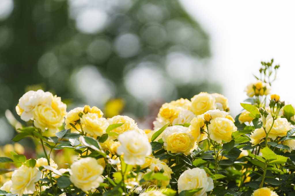 北九州市立農事センターのバラ園の黄色いバラ