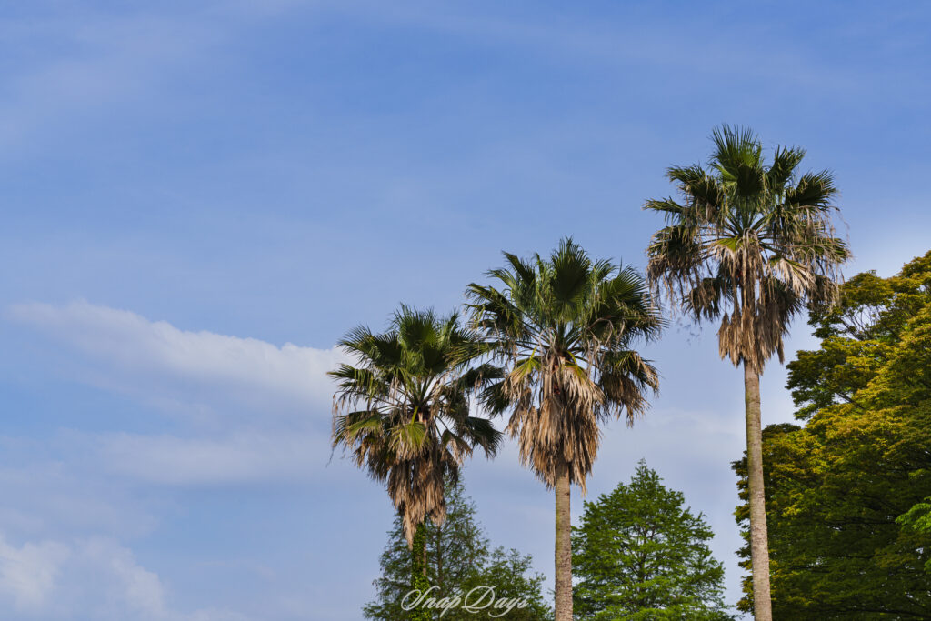 北九州市立農事センターのヤシの木