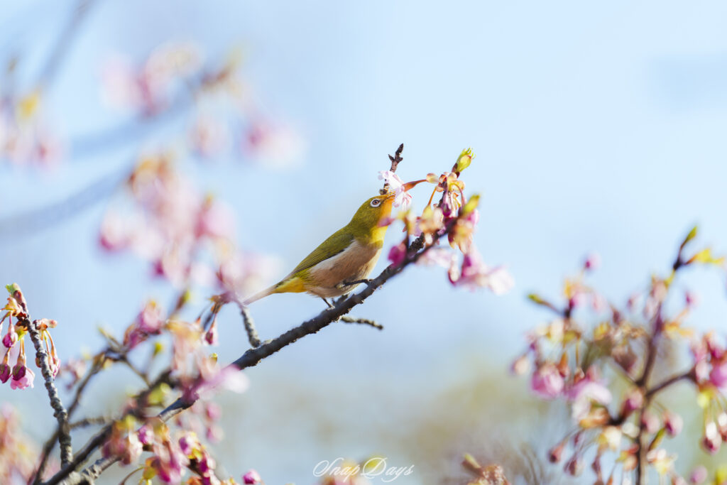 梅の蜜を吸うメジロ