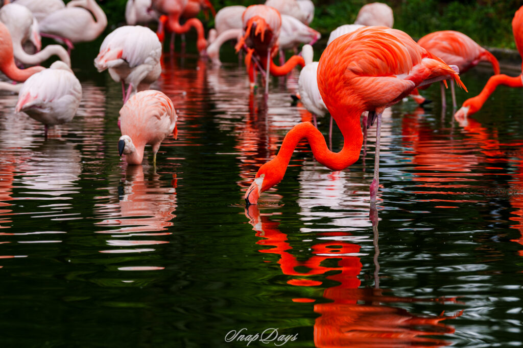 海の中道海浜公園のフラミンゴ