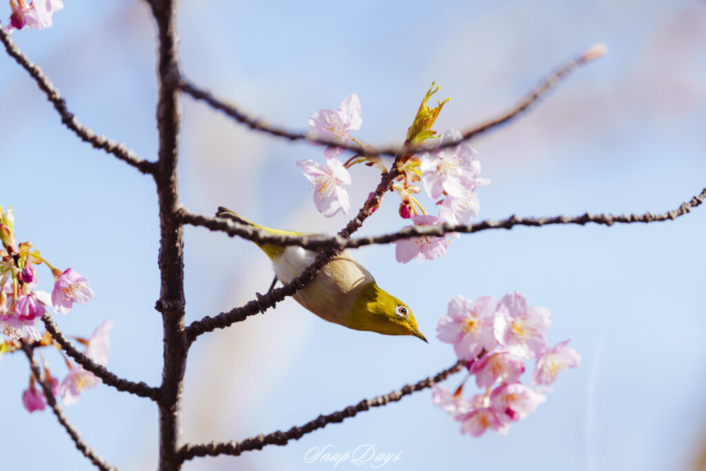 北九州市門司区にある白野江植物公園でのメジロと寒桜