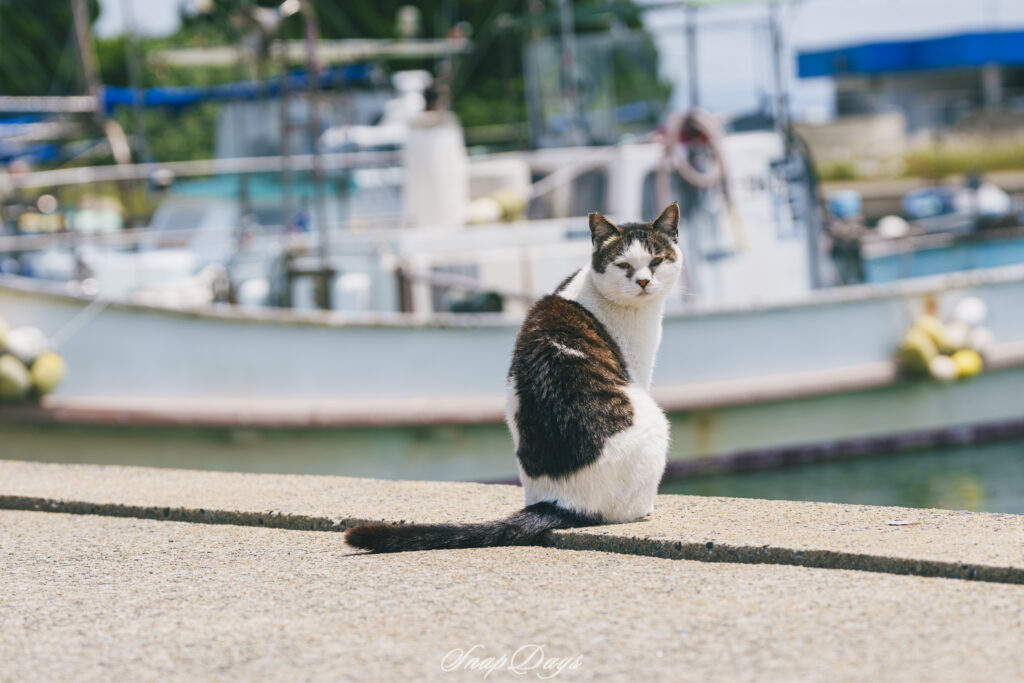 北九州市の藍島での猫