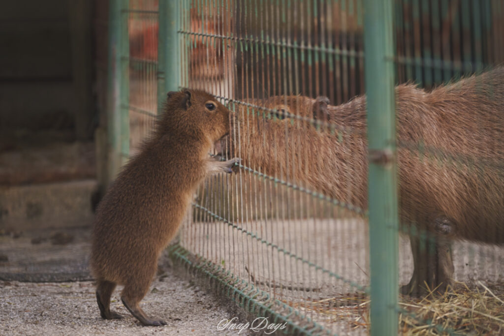 福岡市東区にある海の中道海浜公園でのカピパラ