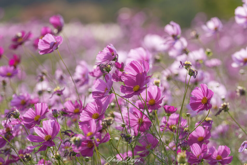 福岡市にある海の中道海浜公園の秋のコスモス