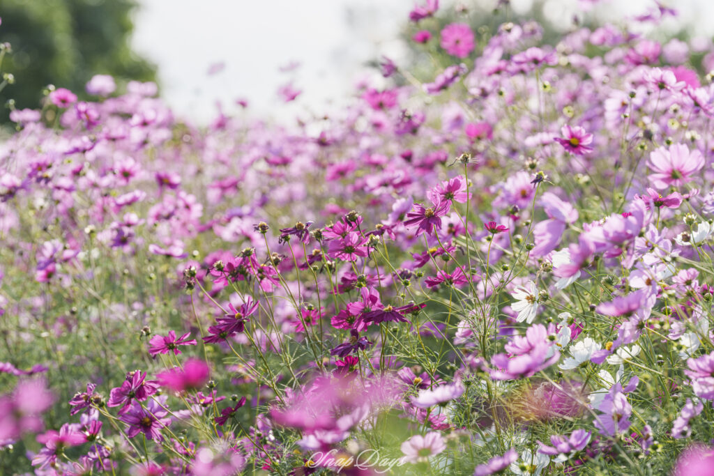 福岡市にある海の中道海浜公園の秋のコスモス