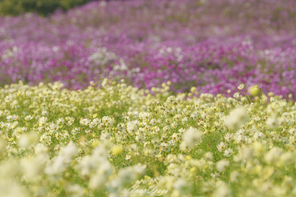 福岡市にある海の中道海浜公園の秋のコスモス