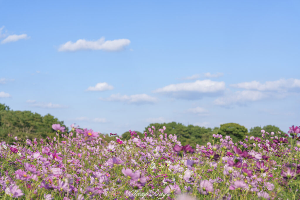 福岡市にある海の中道海浜公園の秋のコスモス