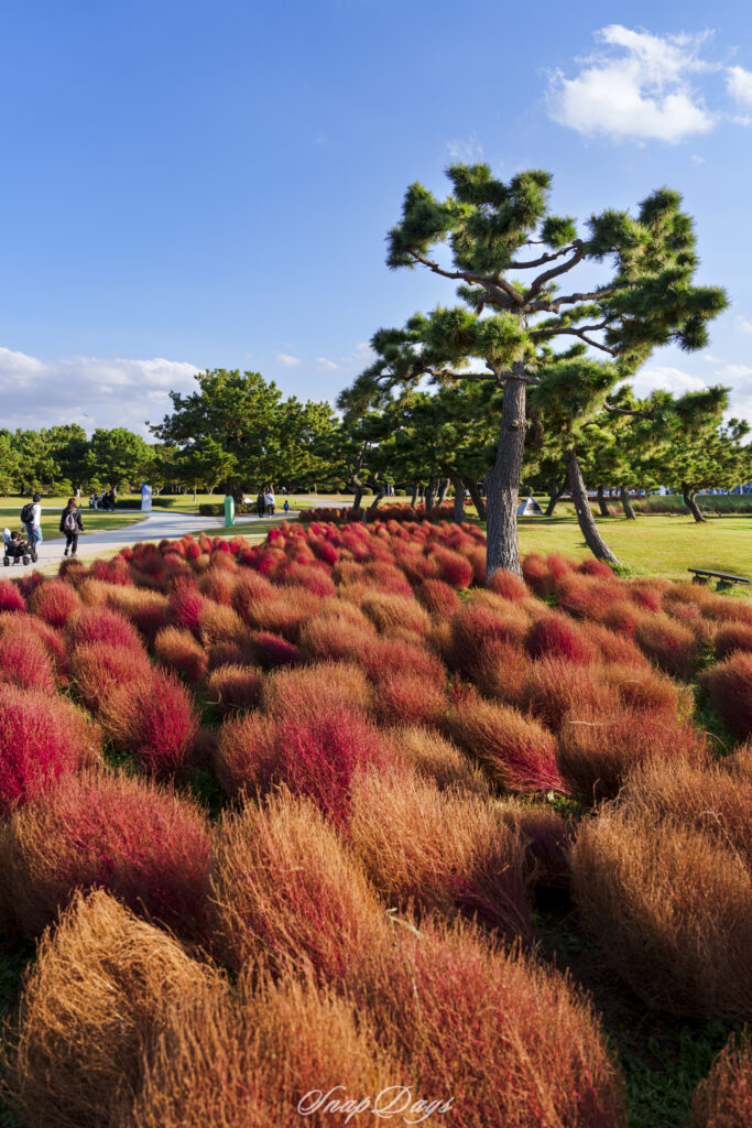 福岡市にある海の中道海浜公園の秋のコキア