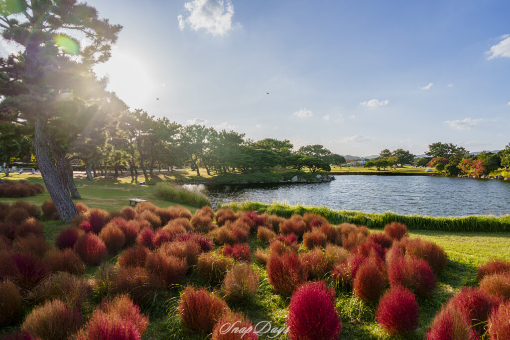 福岡市にある海の中道海浜公園の秋のコキア