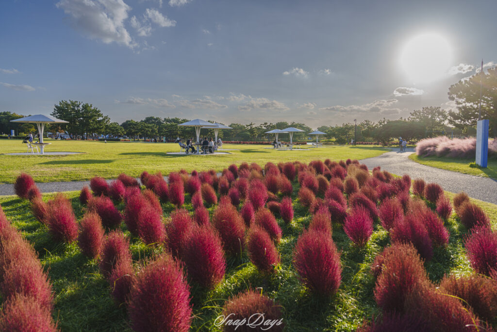 福岡市にある海の中道海浜公園の秋のコキア