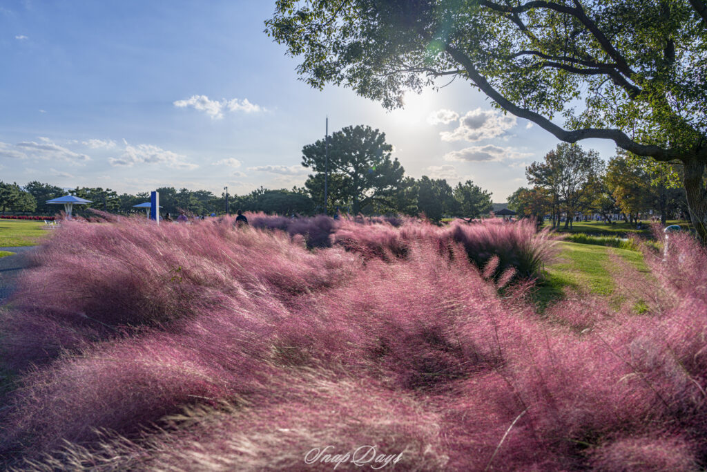 福岡市にある海の中道海浜公園の自然風景