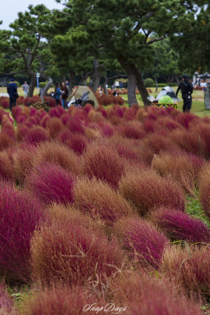 福岡市にある海の中道海浜公園の秋のコキア