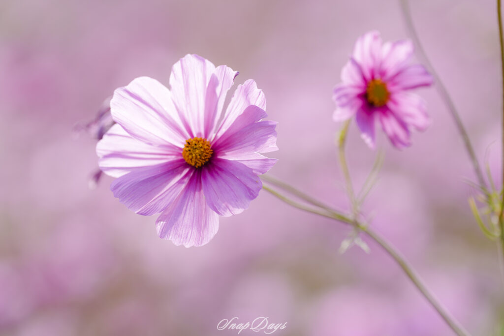 福岡市にある海の中道海浜公園の秋のコスモス