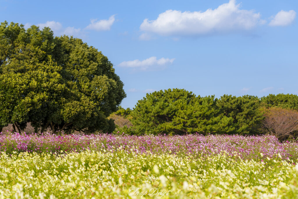 福岡市にある海の中道海浜公園の秋のコスモス