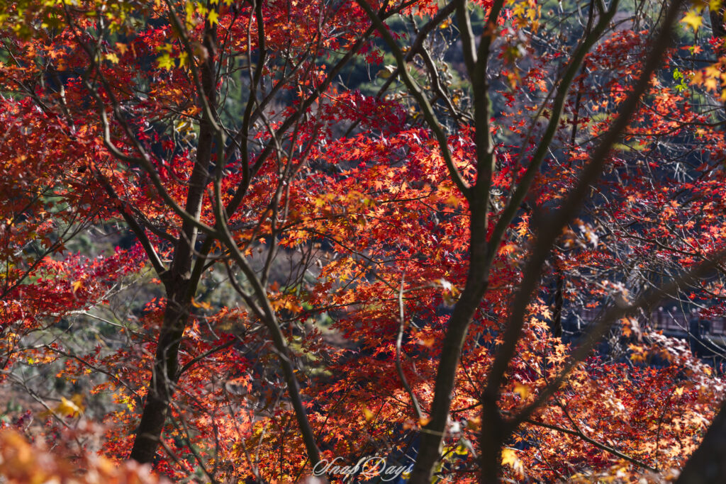 北九州市にある河内貯水池の紅葉
